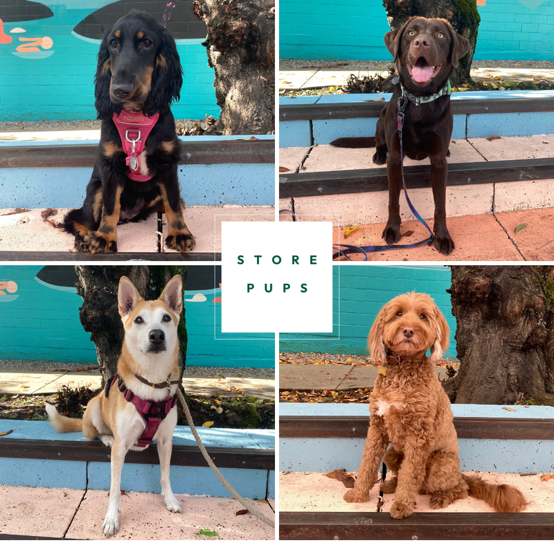 STORE PUPS